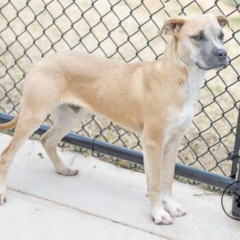 Shepherd Dogs Available for Adoption - Carter | PetCurious