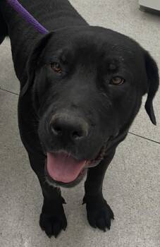 Luna -  Cane Corso and Great Dane Dog for Adoption in Bakersfield, California - Luna | PetCurious
