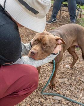 Anniston -  Mixed Breed Dog for Adoption in Chamblee, Georgia - Anniston | PetCurious