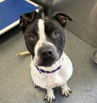 KAIGE -  Pit Bull Terrier Dog for Adoption in Dallas, Texas - KAIGE | PetCurious