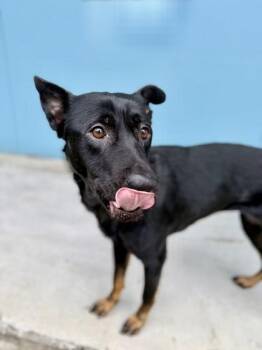 German Shepherd Dog and Mixed Breed Dogs Available for Adoption in New Orleans, Louisiana - Eliza | PetCurious