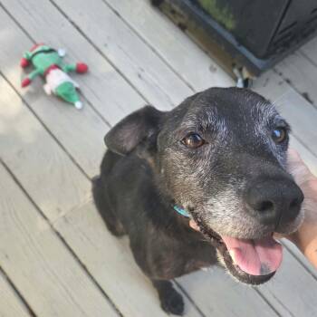LARRY -  Chocolate Labrador Retriever Dog for Adoption in Wantagh, New York - LARRY | PetCurious