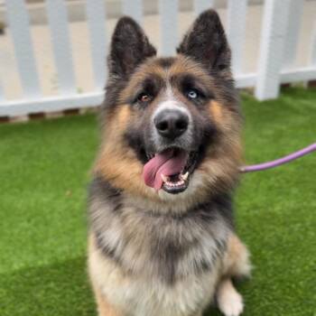 German Shepherd Dog and Siberian Husky Dogs Available for Adoption in Los Angeles, California - Koga A2268094 | PetCurious