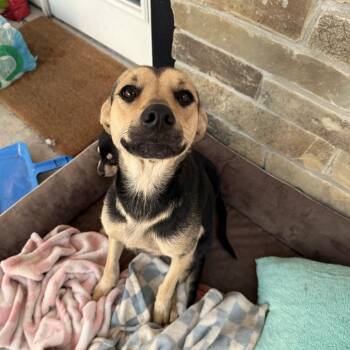 Jack Russell Terrier Dogs Available for Adoption in Livingston, Texas - Mama | PetCurious