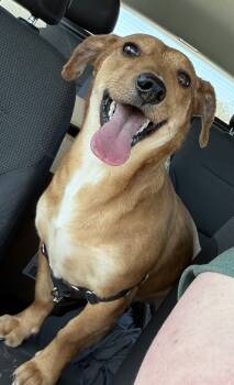 Rescue Dachshund and Chihuahua Dogs for Adoption in Shawnee, Oklahoma - Ruhn | PetCurious