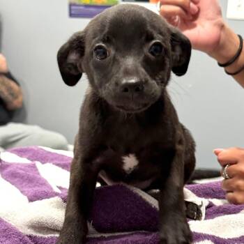 Mahi -  Mixed Breed Dog for Adoption in Rockville, Maryland - Mahi | PetCurious