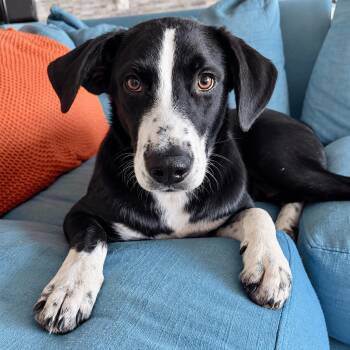 Rocky -  Labrador Retriever and Great Pyrenees Dog for Adoption in Mead, Colorado - Rocky | PetCurious
