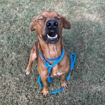 Houston -  Mixed Breed Dog for Adoption in Chattanooga, Tennessee - Houston | PetCurious