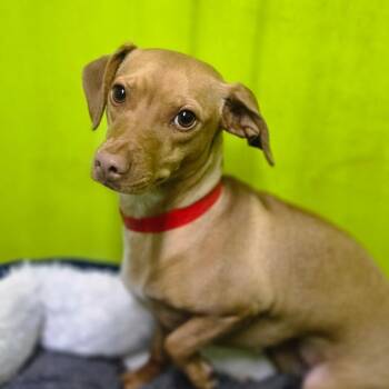 Dachshund Dogs Available for Adoption in San Jacinto, California - Evee | PetCurious