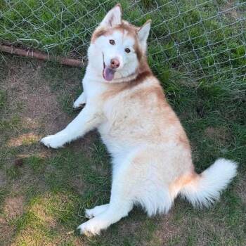 Siyrah -  Siberian Husky and Mixed Breed Dog Available for Adoption in Fredericksburg, Virginia - Siyrah | PetCurious