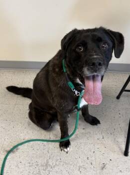 Wyatt -  Labrador Retriever and Boxer Dog for Adoption in Salt Lake City, Utah - Wyatt | PetCurious