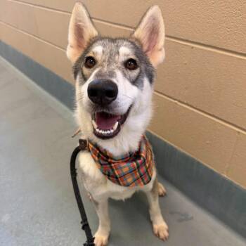 Sasha -  Husky and German Shepherd Dog Dog for Adoption in Houston, Texas - Sasha | PetCurious