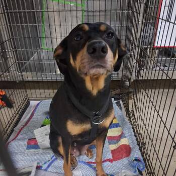 Mixed Breed Dogs Available for Adoption in Huntington, West Virginia - Annabelle | PetCurious