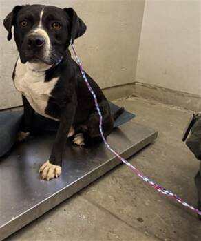ANTONIO -  Boxer and Pit Bull Terrier Dog for Adoption in Camarillo, California - ANTONIO | PetCurious