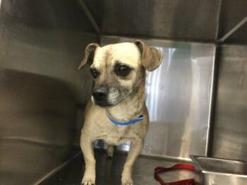 Rescue Chihuahua and Dachshund Dogs for Adoption in Riverside, California - DAREDEVIL | PetCurious
