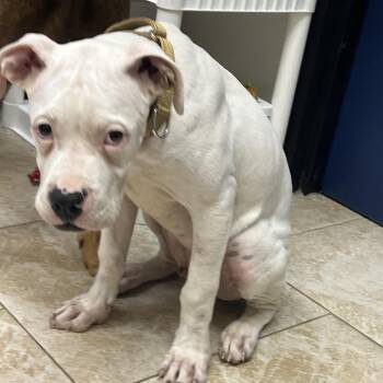 Pit Bull Terrier and Boxer Dogs Available for Adoption in Galveston, Texas - Admiral | PetCurious