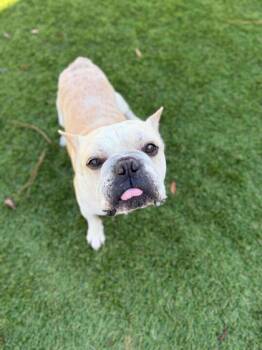 French Bulldog and Mixed Breed Dogs Available for Adoption - Vulcan - 1 | PetCurious