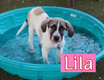 Lila -  Shepherd Dog for Adoption in Southlake, Texas - Lila | PetCurious