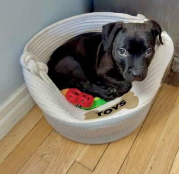 Pug and Boston Terrier Dogs Available for Adoption - Bumblebee | PetCurious