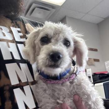 Snow -  Poodle Dog for Adoption in Yuma, Arizona - Snow | PetCurious
