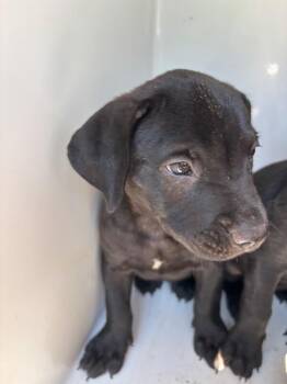 Zoro -  American Bulldog Dog for Adoption in Mobile, Alabama - Zoro | PetCurious