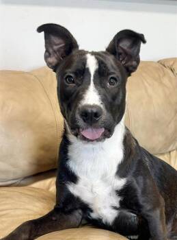Labrador Retriever Dogs Available for Adoption in Brunswick, Georgia - AMARILLO | PetCurious