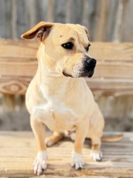 Goliath -  Yellow Labrador Retriever and Mixed Breed Dog for Adoption in Muskegon, Michigan - Goliath | PetCurious