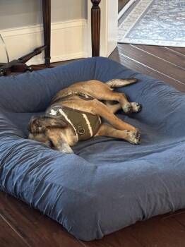 Chihuahua and Dachshund Dogs Available for Adoption - Buddy (GA) | PetCurious