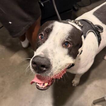 Roast ( Ghost ) -  Great Dane and Mixed Breed Dog for Adoption in Tampa, Florida - Roast ( Ghost ) | PetCurious