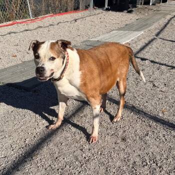 Petro -  Labrador Retriever and Pit Bull Terrier Dog for Adoption in Newport, North Carolina - Petro | PetCurious