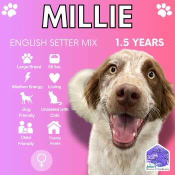 Rescue English Setter and Brittany Spaniel Dogs for Adoption in Aurora, Ontario - Millie | PetCurious