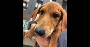 Wednesday Litter:  Bianca (CP) -  Golden Retriever and Doberman Pinscher Dog for Adoption in Dallas, Texas - Wednesday Litter:  Bianca (CP) | PetCurious