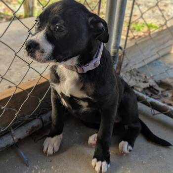 Rose -  French Bulldog and Mixed Breed Dog for Adoption in New York, New York - Rose | PetCurious