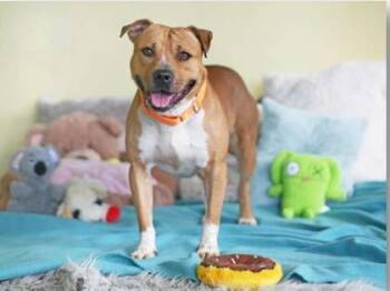 Rescue Mixed Breed Dogs for Adoption in Fernandina Beach, Florida - SNICKERDOODLE | PetCurious