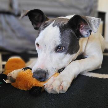 FWT Carla -  Pit Bull Terrier and Mixed Breed Dog for Adoption in Midland, Texas - FWT Carla | PetCurious