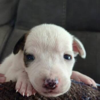 Charolais -  Hound and Mixed Breed Dog for Adoption in Pittsburg, Kansas - Charolais | PetCurious