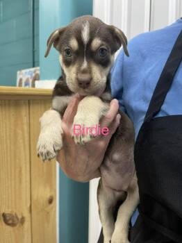 Birdie -  Pit Bull Terrier and Husky Dog for Adoption in Chattanooga, Tennessee - Birdie | PetCurious