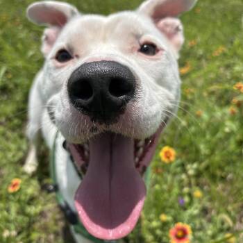 Buzz -  American Staffordshire Terrier Dog for Adoption in Pearland, Texas - Buzz | PetCurious