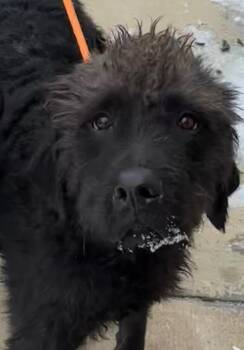 Poodle Dogs Available for Adoption in Elizabethton, Tennessee - KUJO | PetCurious