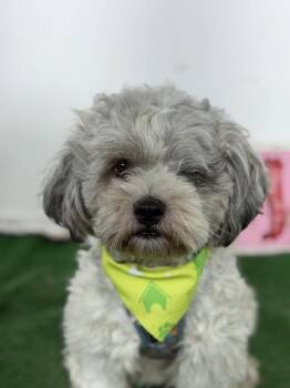 Boo-One of our Amazing Rescue Dogs -  Havanese and Maltipoo Dog for Adoption in Carlsbad, California - Boo-One Of Our Amazing Rescue Dogs | PetCurious