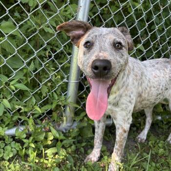 Hootie -  Australian Cattle Dog Blue Heeler Dog for Adoption in Saint Charles, Missouri - Hootie | PetCurious