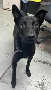 Rescue German Shepherd Dog Dogs for Adoption in Stockton, California - CHANDLER | PetCurious