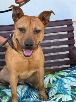Nathan -  Carolina Dog Dog for Adoption in Tyler, Texas - Nathan | PetCurious