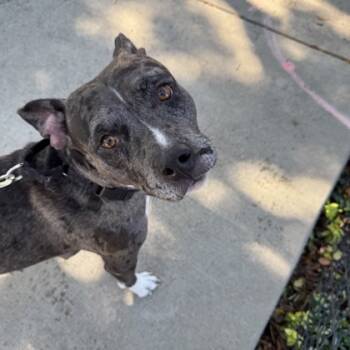 Rescue Mixed Breed Dogs for Adoption in Dallas, Texas - Rosey | PetCurious