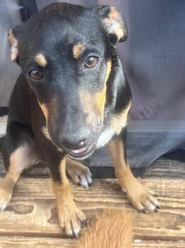 TILLY -  Shepherd Dog for Adoption in Broomfield, Colorado - TILLY | PetCurious