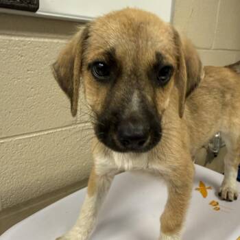 Labrador Retriever and Hound Dogs Available for Adoption in Troy, Virginia - Fall | PetCurious