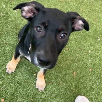 Romeo -  Labrador Retriever and Mixed Breed Dog for Adoption in Olathe, Kansas - Romeo | PetCurious