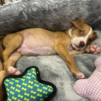 Reef -  Terrier and Mixed Breed Dog for Adoption in Boerne, Texas - Reef | PetCurious
