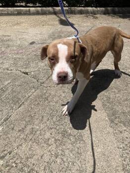 DEANA -  Mixed Breed Dog for Adoption in Dallas, Texas - DEANA | PetCurious