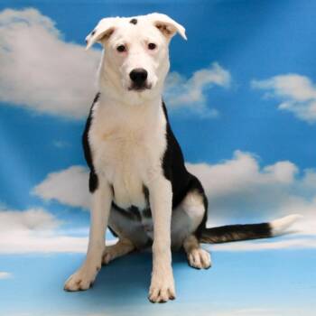 Mixed Breed Dogs Available for Adoption in Casa Grande, Arizona - Skeeter | PetCurious